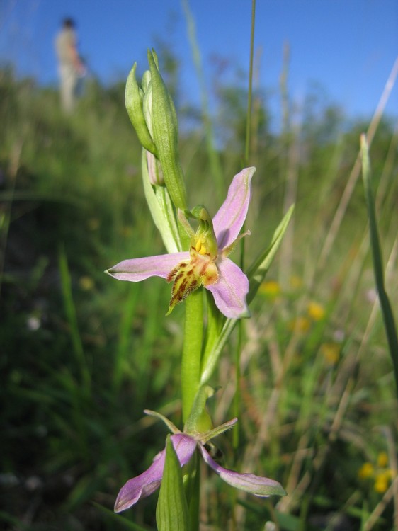Ophrys apifera